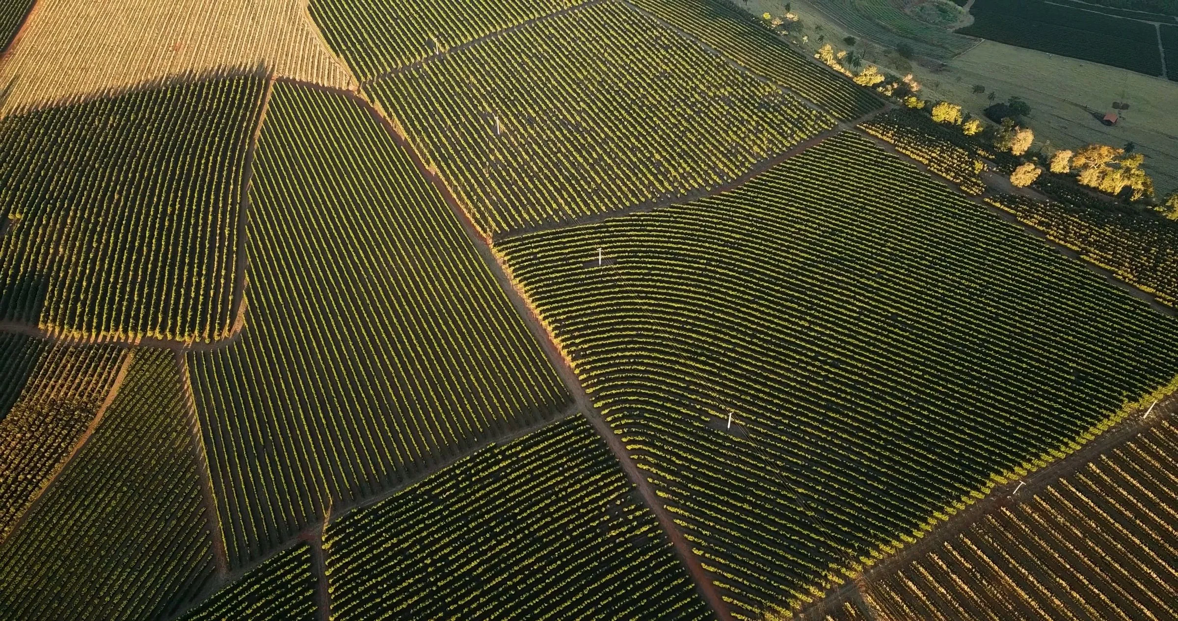 Aerial view of orderly coffee plantation fields.